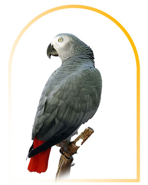  Grey parrot cage