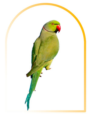  Rose ringed parakeet